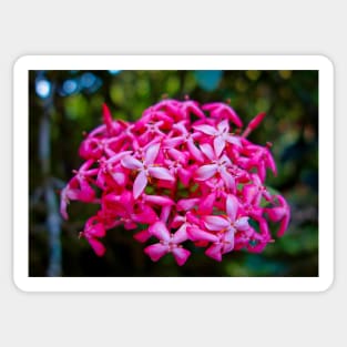Hot Pink Tropical Cluster Sticker